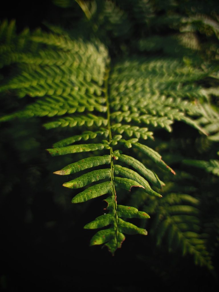 Close up of single fern leaf