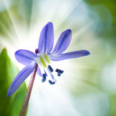 Close up of bluebell flower with rays of sunshine in background